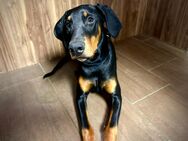 Dobermann Hündin 8 Monate sucht neues Zuhause