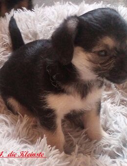 Zuckersüße & Super Aufmerksam Bolonka-Mix-Welpen..., sehr robuste & ausgewogene Züchtung - Neuburg