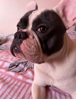 Französische Bulldogge verkaufen - Bochum