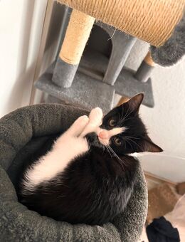 Baby Katzen 12 wo - Celle