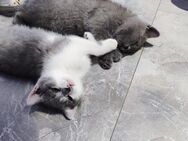 BKH Kitten - Gladbeck