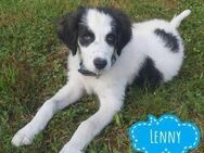 Lenny ein Teddybär - Flörsheim-Dalsheim