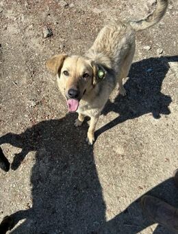 Snoopy wartet vielleicht auf dich? - Chemnitz