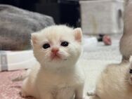 Wunderschönen Bkh Kitten - Kamp-Lintfort