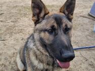 Schäferhund 1 Jahr alt reinrassig papiere Geimpft gechipt - Fürstenwalde (Spree)