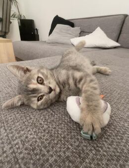 BKH Kitten 13 Wochen - Stubenrein - entwurmt - Schongau