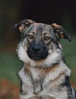 Sanfte Santa sucht ihre Familie - Duisburg