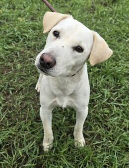 Ripley - mini Labbi sucht ... - Süderbrarup