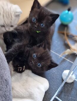 Reinrassige BKH Kitten in SONDERFARBEN - Stuttgart