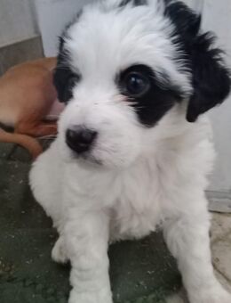 DANY, a.d.Tierschutz, sucht liebes Happy-Home - Krauschwitz