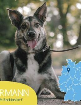 Gelehriger Hermann sucht seine Menschen - Tarmstedt