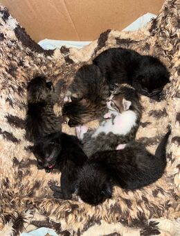 Katzenbabys - Rosenbach (Vogtland)