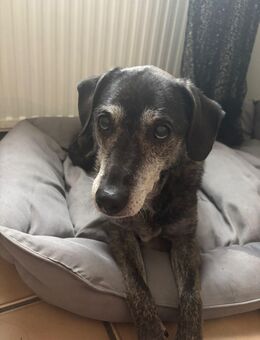 Ältere Hundedame sucht ein neues zuhause - Saarbrücken