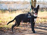 Familienhund Erman sucht sein Zuhause - Duisburg