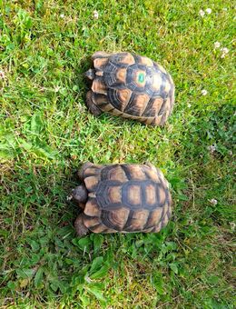Landschildkröten testudo marginata - Bargteheide