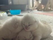 Wunderschönen Bkh Kitten - Kamp-Lintfort
