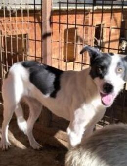 Eylin Pflegestelle oder Zuhause gesuch - Oberwies