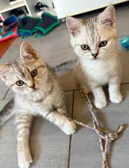 Noch 2 reinrassige BKH Kitten abzugeben - Nümbrecht