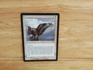 Magic The Gathering-himmelshabicht - Nörvenich