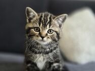 Bkh Kitten (Reinrassig) - Köln