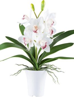 Kunstorchidee Orchidee Cymbidie, Creativ green, Höhe 53 cm, mit real-touch-Blüten