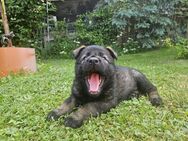 Deutscher Schäferhund Welpen - Zeulenroda-Triebes