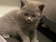 Süße Bkh Kitten - Dorsten