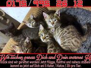 Katzenkinder suchen liebevolles Zuhause! - Stolzenau