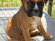 Boxerwelpe gesucht! - Pritzwalk