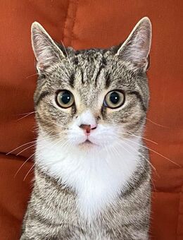 schöner, süßer Kater (Junge Katze) BKH + EKH MIX Kitten männlich - Siegburg