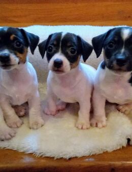 Jack Russell Terrier Welpen - Kirchberg (Iller)