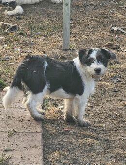 Kleiner Hundebub Bacio - Tholey