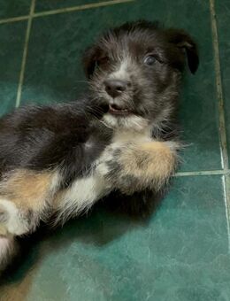 Fritzchen ganz allein - Greiz