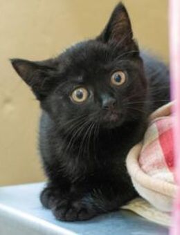 Nafisa + Nafia - Großerlach