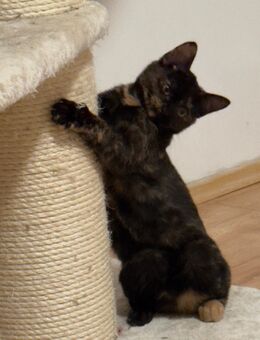 Zwei Katzenmädchen suchen ein ruhiges Zuhause🐾 - Fladungen Zentrum