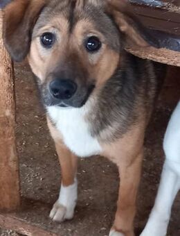 Watani mit den Kulleraugen 🐾 - Elsdorf (Nordrhein-Westfalen)