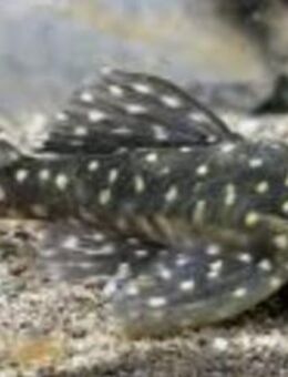 Gruppe L201 Hypancistrus sp. - Sulingen Zentrum