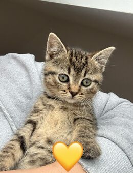 BKH Mix Kitten suchen liebevolles Zuhause - Gronau (Westfalen)