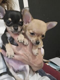 Welpen zu verkaufen Chihuahua Hunde