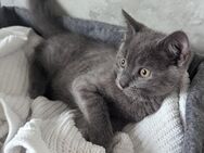 4 Kitten suchen Zuhause - Sulz (Neckar)