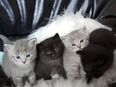 Katzenbaby, BKH Katzen, Kitten, Babykatze in 52525