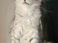 Wunderschöne Maine Coon Mädchen/ Reinrassig - Feuchtwangen