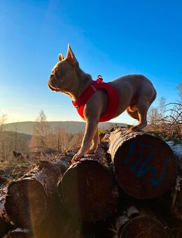 Reinrassige Französische Bulldogge - Suhl