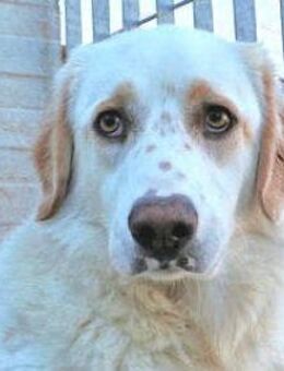 ARTURO - ein toller Hund - Regensburg