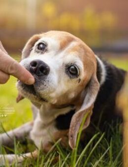 KYRA- EINE ECHTE TIERSCHUTZSEELE - Algermissen