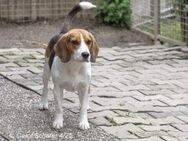 Jogger ist fröhlich und aufgeweckt - Egelsbach