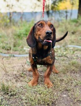 Dachsbracke ZWENA ist toll mit Kindern😍 - Mylau