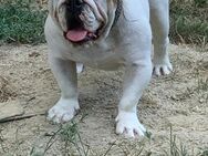 Bruno - engl. Bulldogge - Frankfurt (Main)