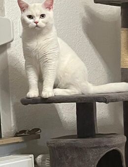 Mega verschmuster Bkh Kater weiß blaue Augen 9monate ab sofort - Essen
