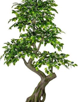 Kunstbaum Ficus Benjamini Ficus, Creativ green, Höhe 170 cm